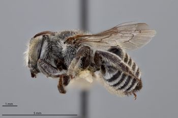Media type: image;   Entomology 790888 Aspect: habitus lateral view